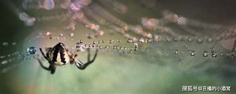 甲木 丁火 蜘蛛在家結網